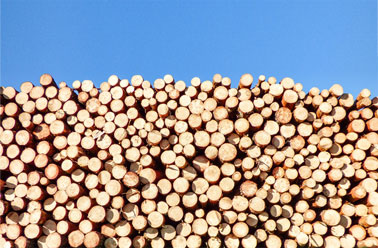 Drewno środkowo-europejskie